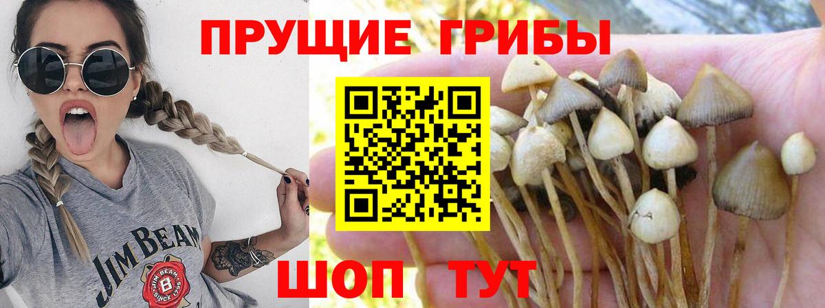Галлюциногенные грибы GOLDEN TEACHER  Галлюциногенные грибы мухоморы  Черкесск  Вход с VPN 
